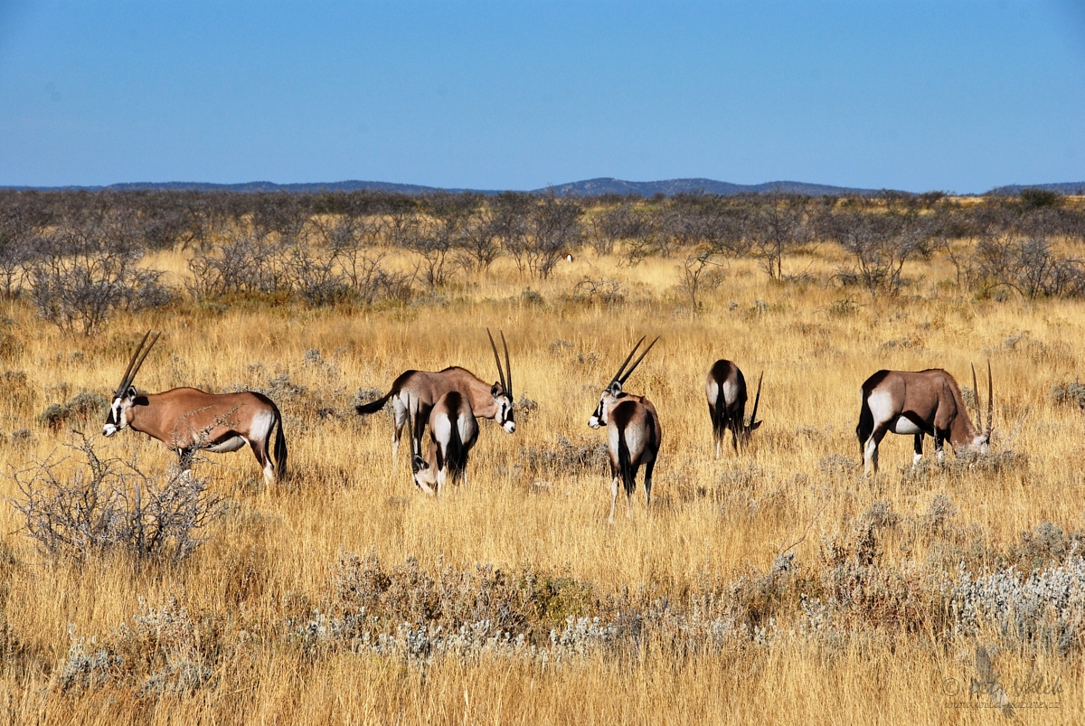 Přímorožec jihoafrický  (Oryx gazella)