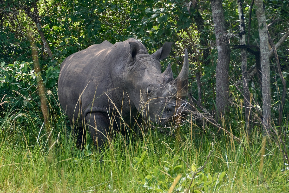 Nosorožec tuponosý (Ceratotherium simum)