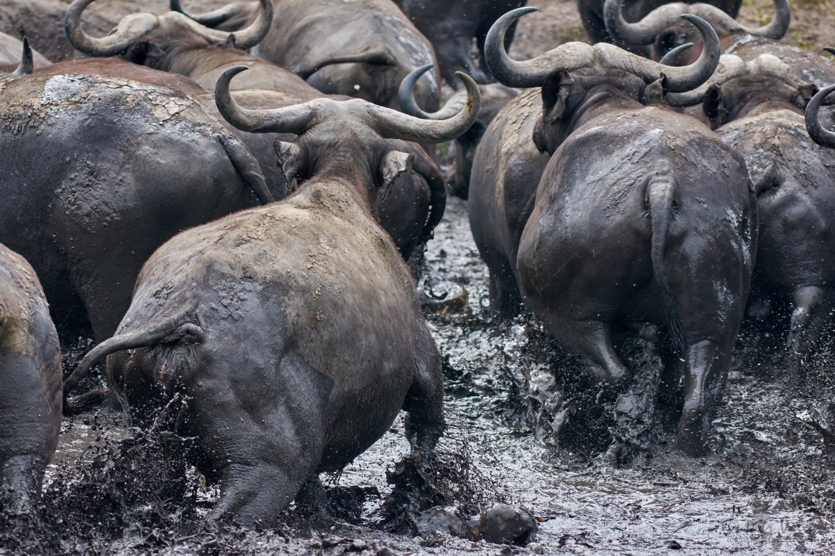 Buvol africký (Syncerus caffer)