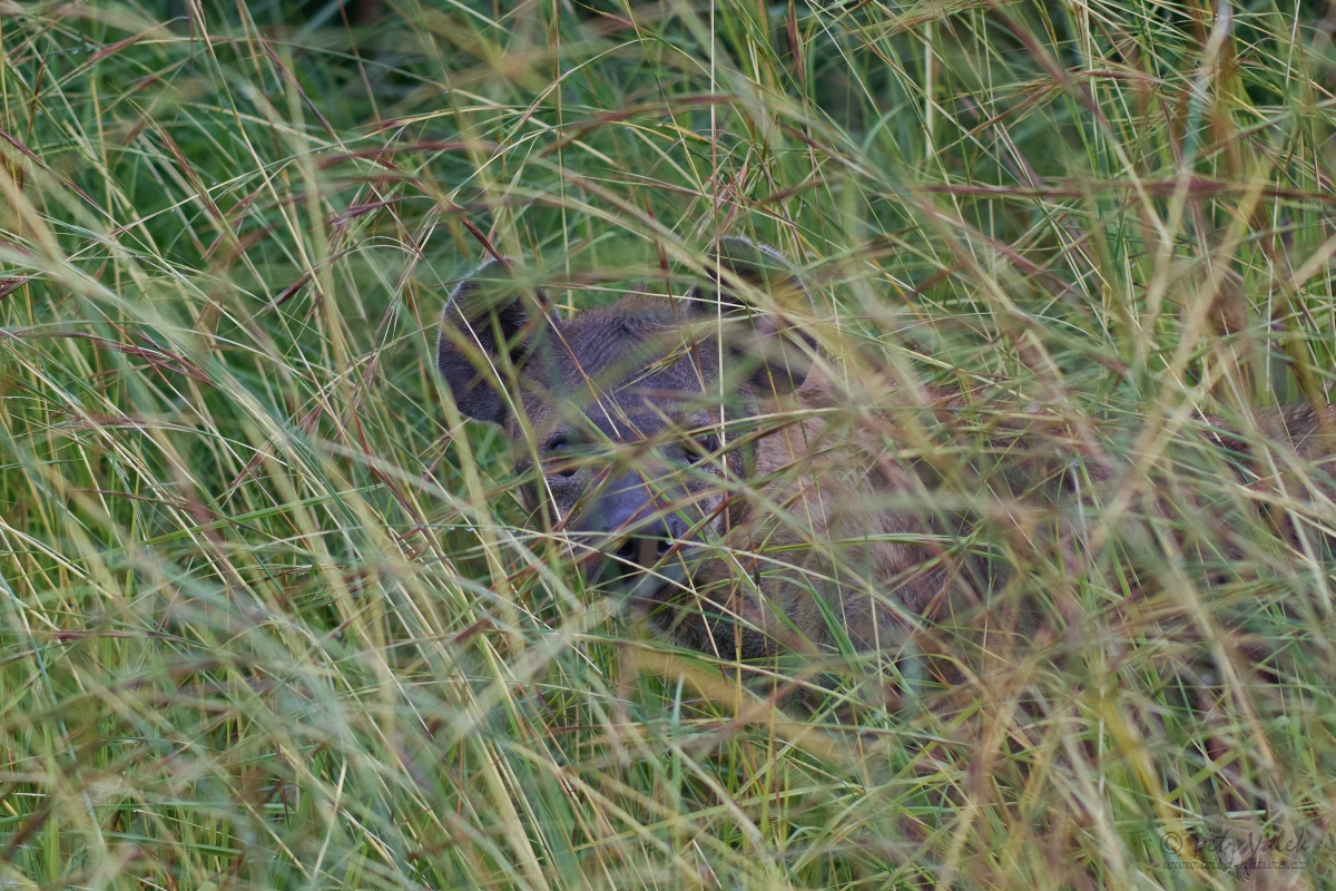 Hyena skvrnitá (Crocuta crocuta)