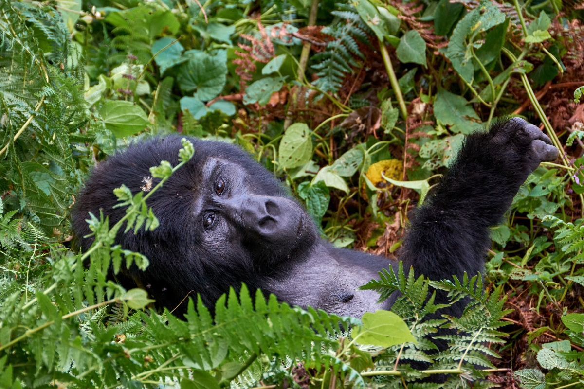 Gorila horská  (Gorilla beringei beringei)