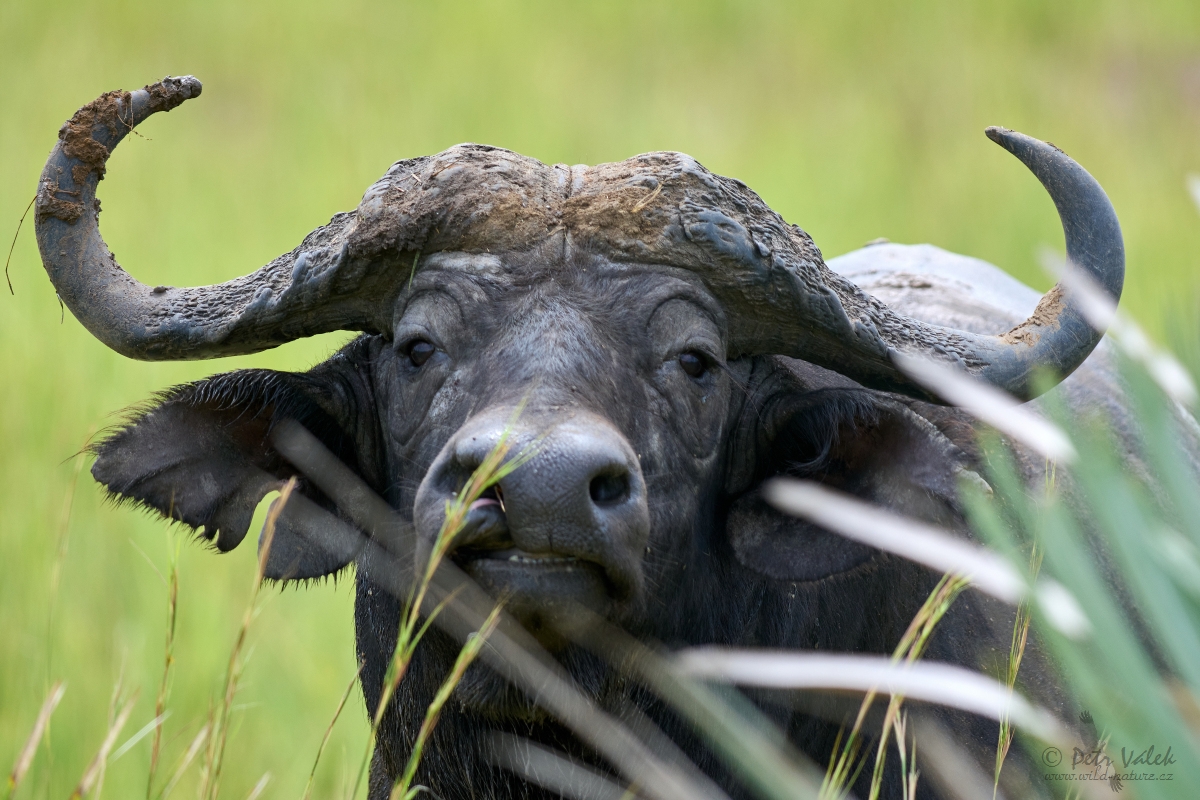 Buvol africký  (Syncerus caffer)
