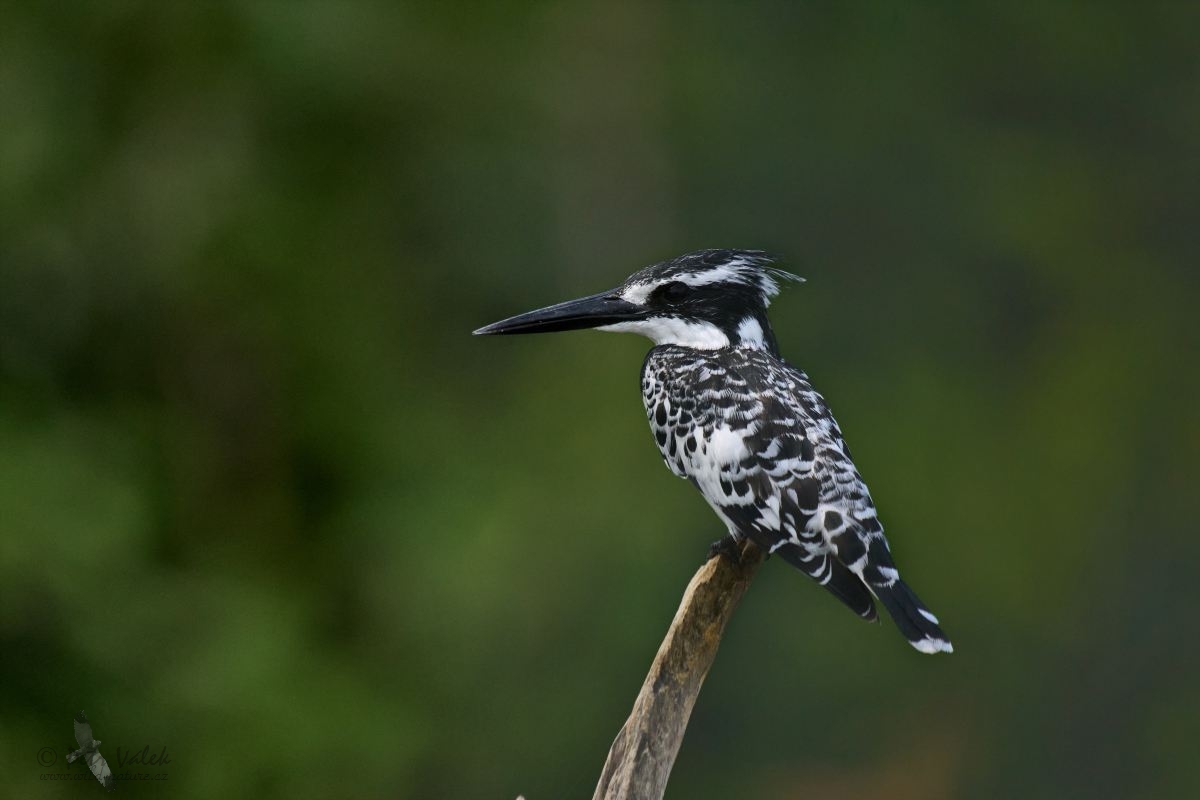 Rybařík jižní (Ceryle rudis)