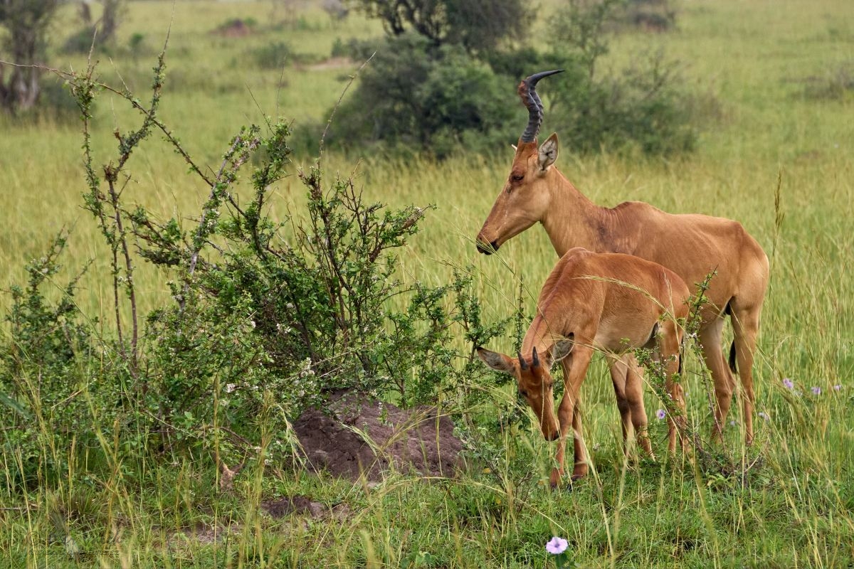 Buvolec stepní (Alcelaphus buselaphus)