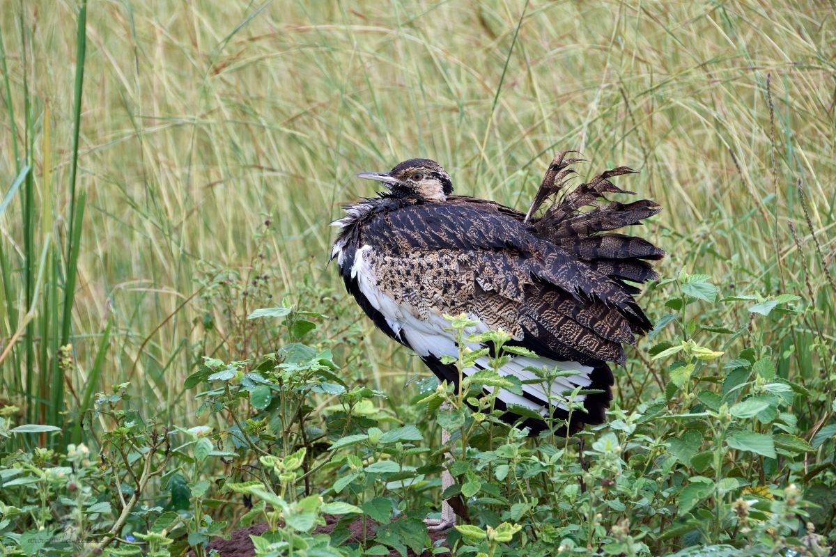 Drop černobřichý (Lissotis melanogaster)