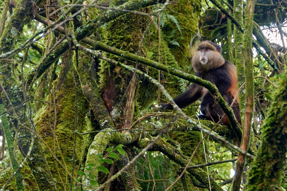 Kočkodan zlatý  (Cercopithecus kandti)