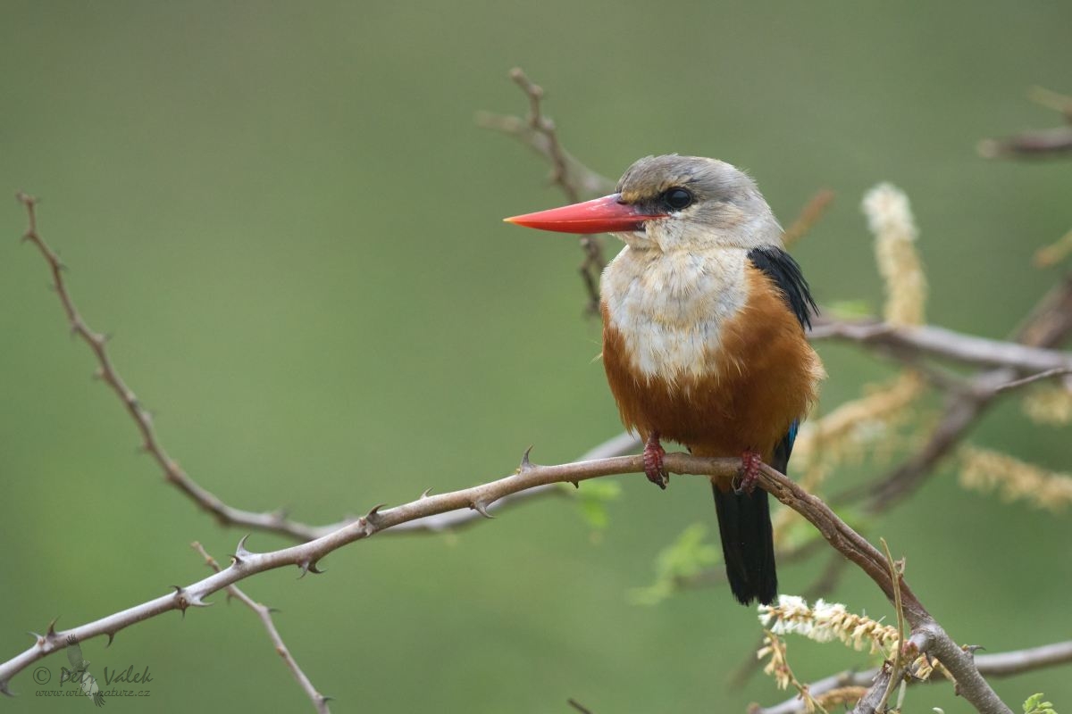 Ledňáček šedohlavý (Halcyon leucocephala)