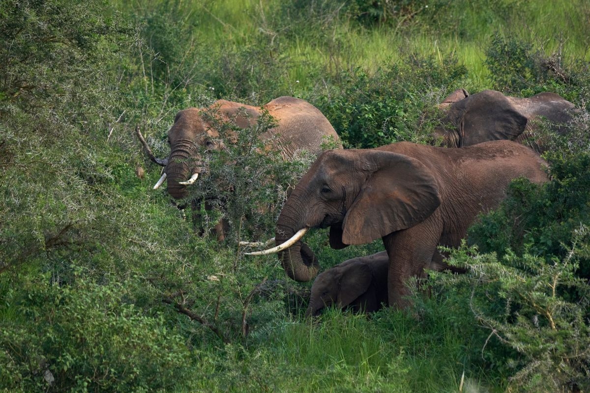 Slon africký   (Loxodonta africana)