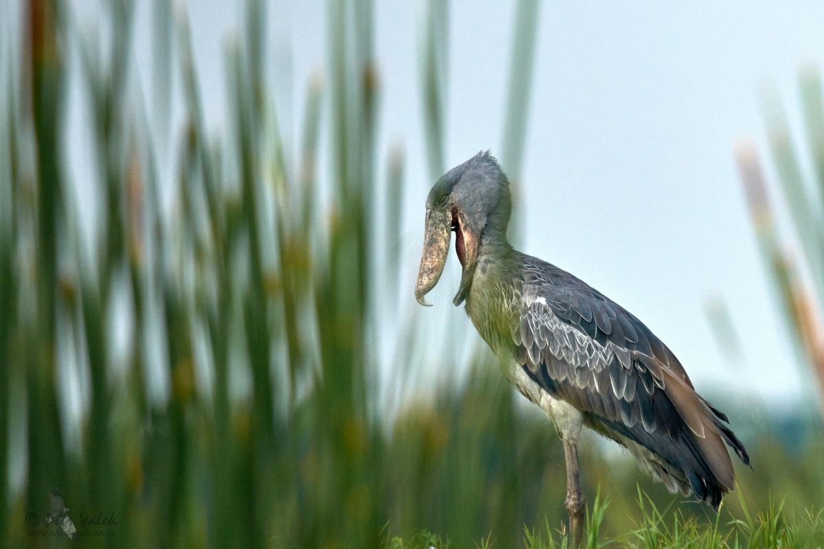 Člunozobec africký  (Balaeniceps rex)