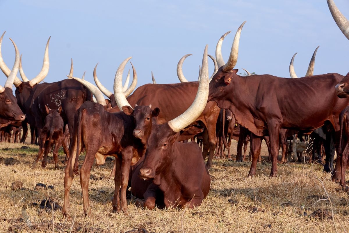 Ankolský (Watusi) skot