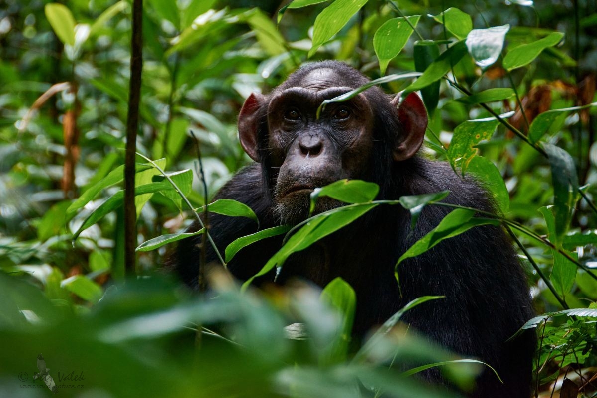 Šimpanz učenlivý   (Pan troglodytes schweinfurthii)