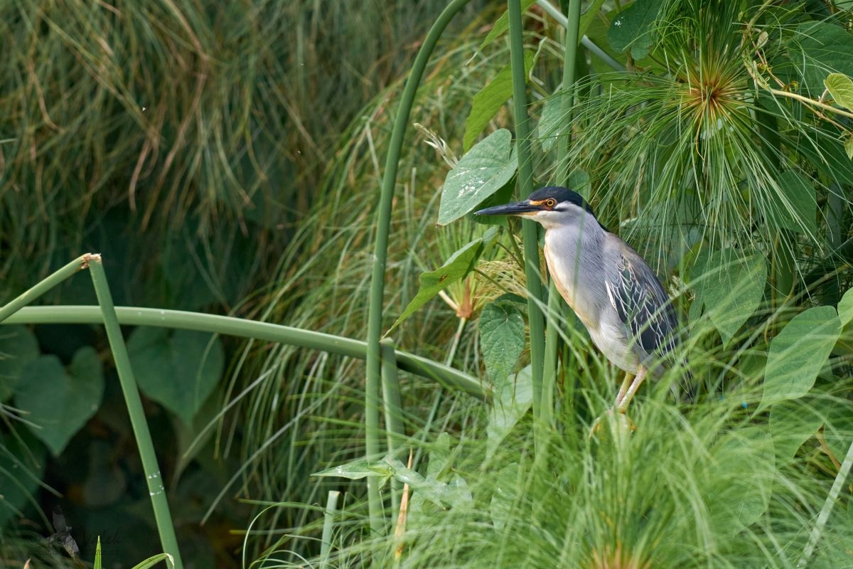 Volavka proměnlivá (Butorides striata)