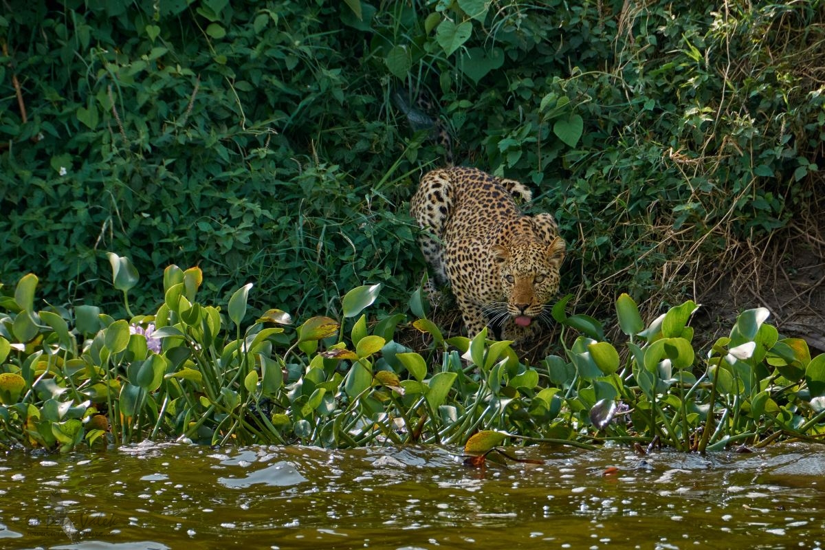 Levhart skvrnitý (Panthera pardus)