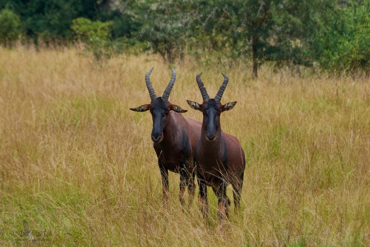 Buvolec modrý (Damaliscus lunatus)