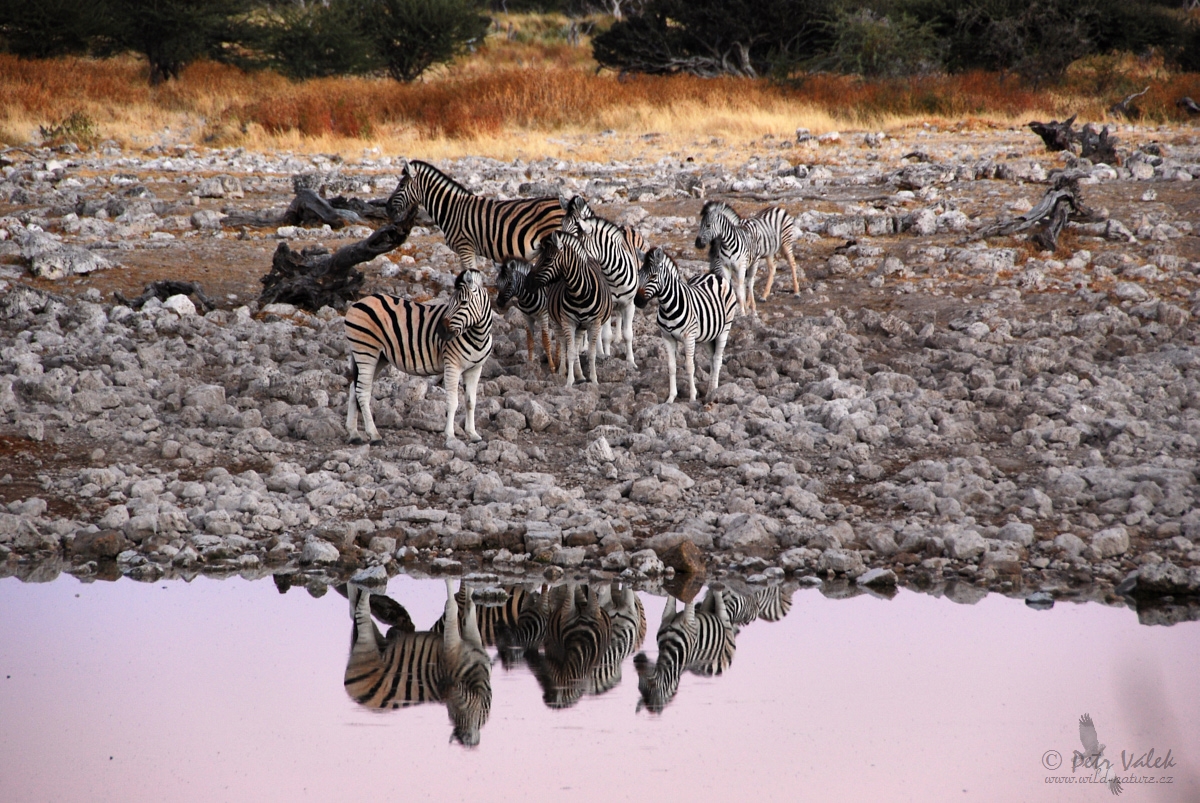 Zebra stepní  (Equus quagga)