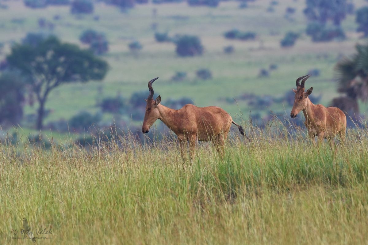 Buvolec stepní  (Alcelaphus buselaphus)