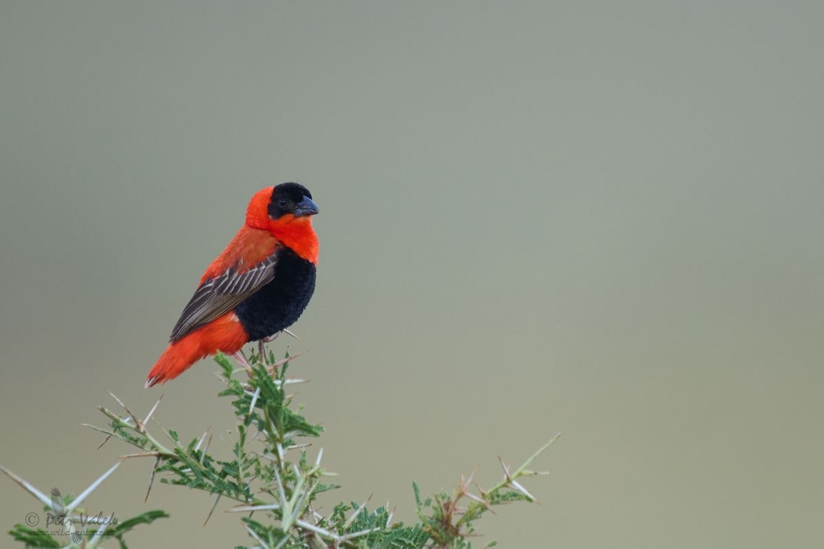 Snovač ohnivý (Euplectes hordeaceus)