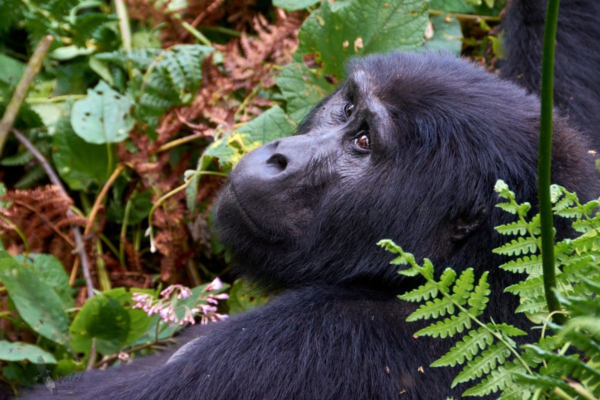Gorila horská    (Gorilla beringei beringei)