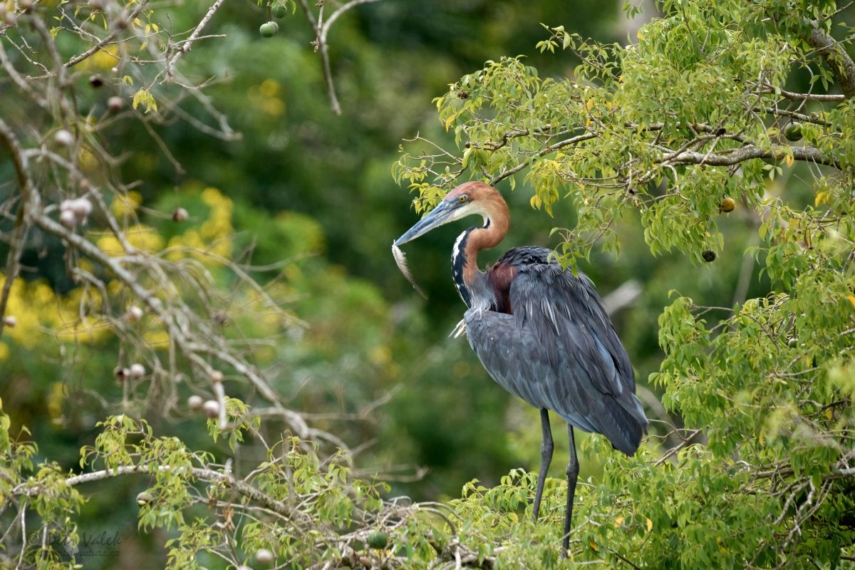 Volavka obrovská   (Ardea goliath)