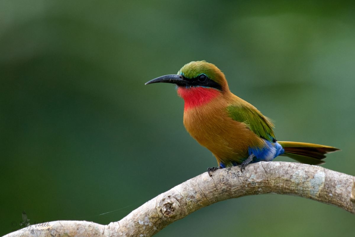 Vlha zelenočelá  (Merops bulocki)