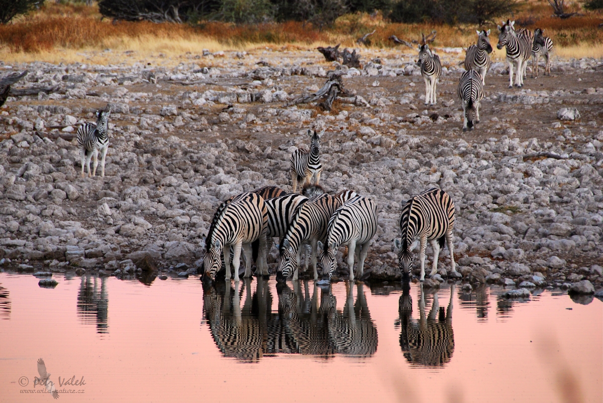Zebra stepní   (Equus quagga)