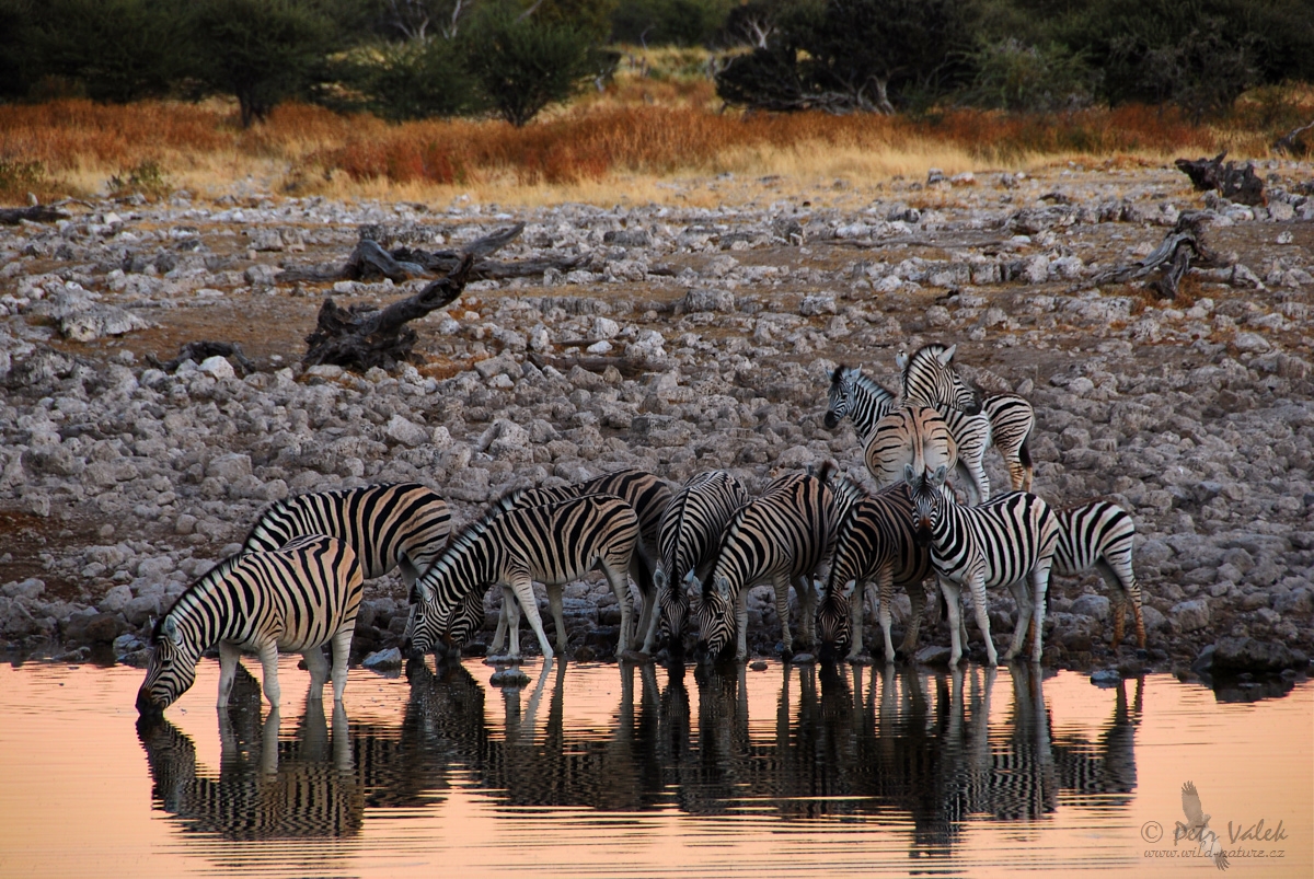 Zebra stepní    (Equus quagga)