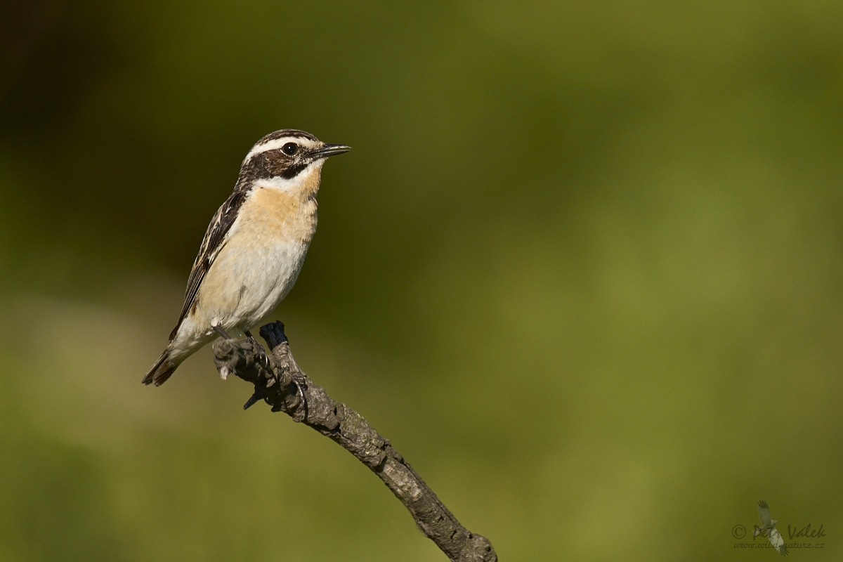 Bramborníček hnědý  (Saxicola rubetra)