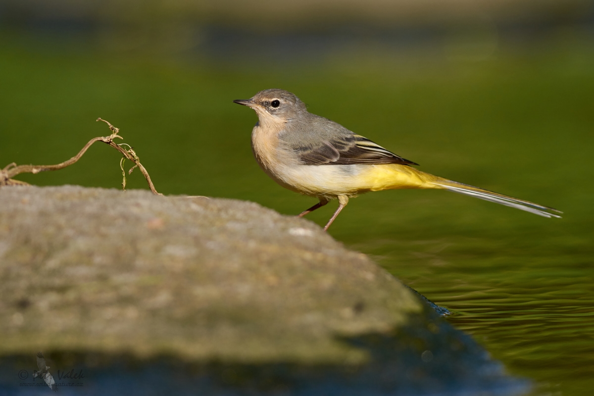 Konipas horský (Motacilla cinerea)