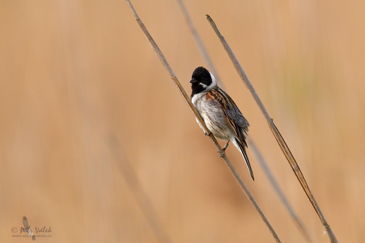 Strnad rákosní  (Emberiza schoeniclus)