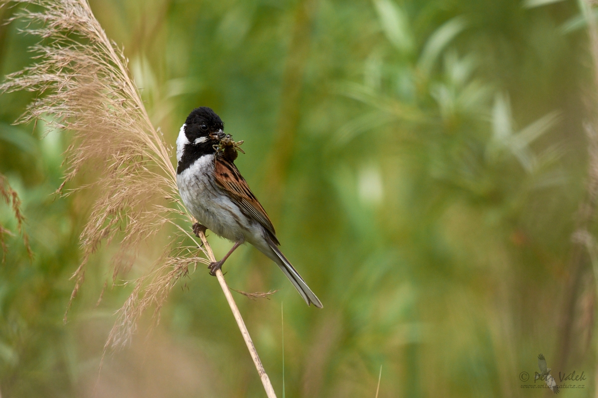 Strnad rákosní (Emberiza schoeniclus)