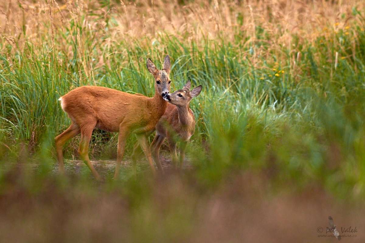 Srnec obecný  (Capreolus capreolus)