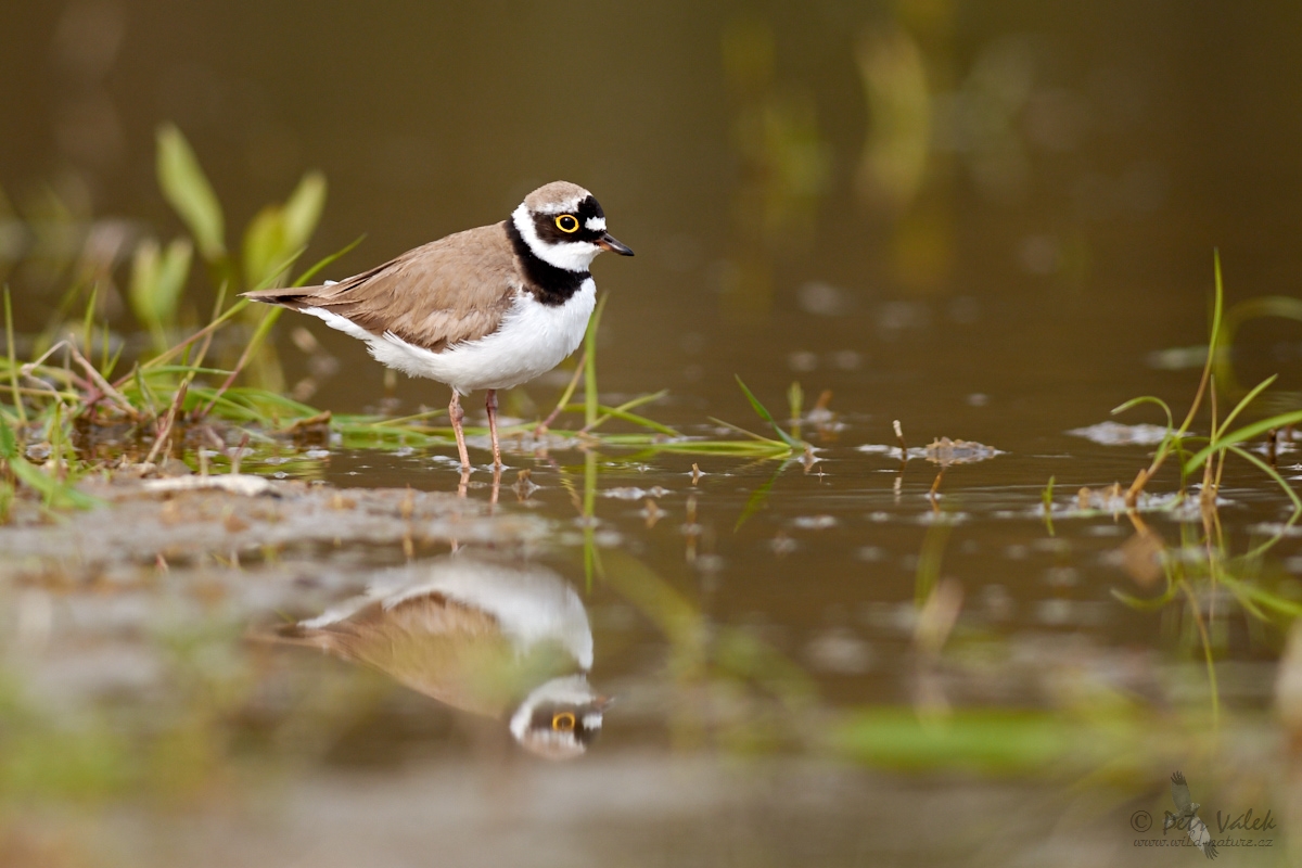 Kulík říční  (Charadrius dubius)