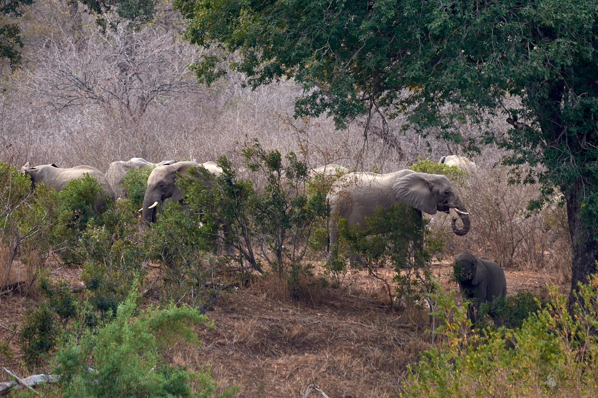 Slon africký (Loxodonta africana)