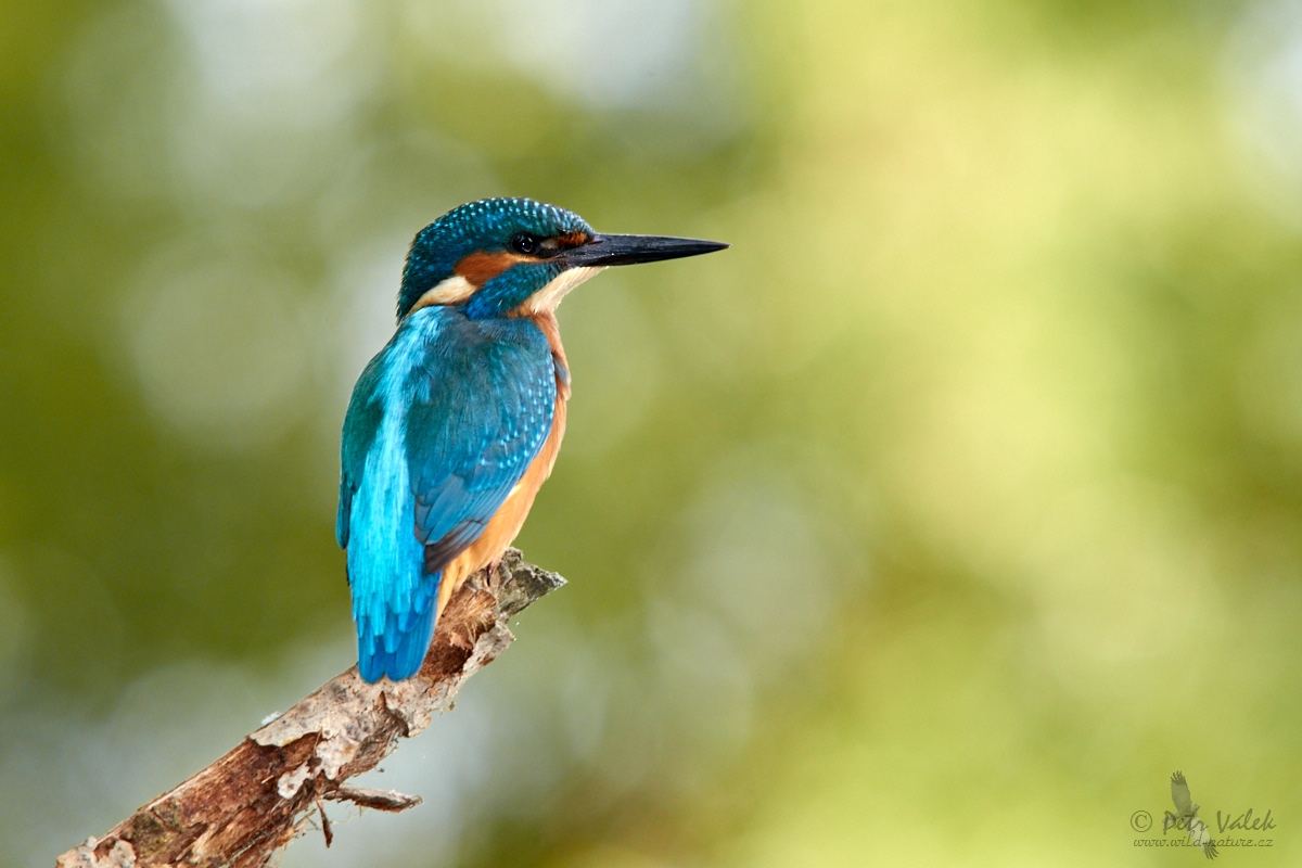 Ledňáček říční (Alcedo atthis)