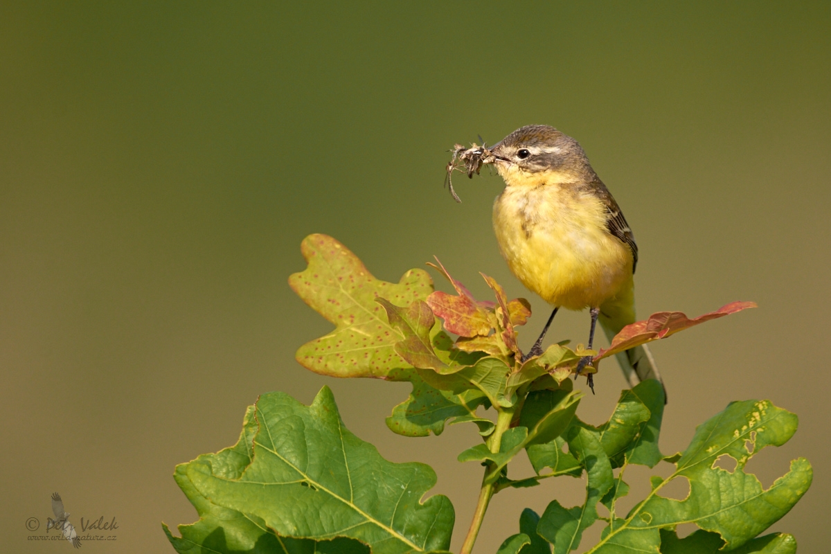 Konipas luční  (Motacilla flava)