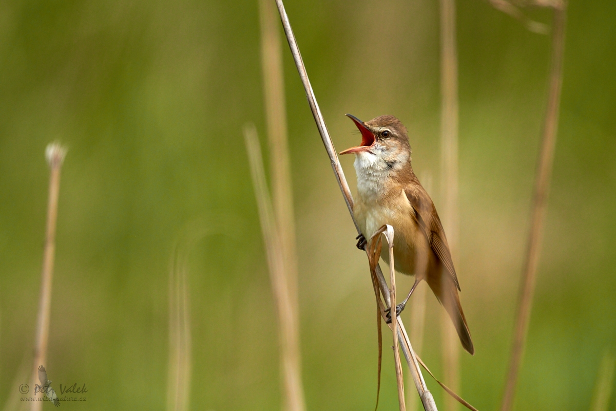 Rákosník velký   (Acrocephalus arundinaceus)