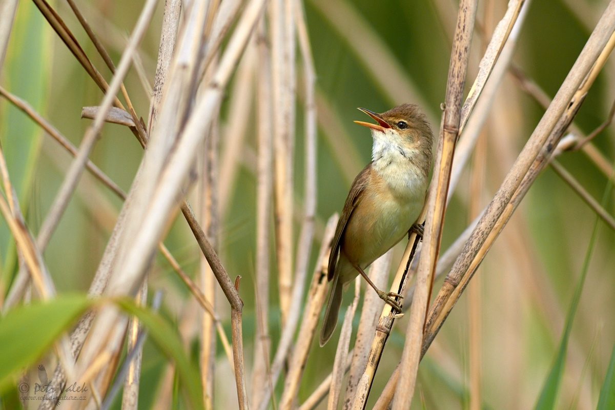 Rákosník obecný     (Acrocephalus scirpaceus)