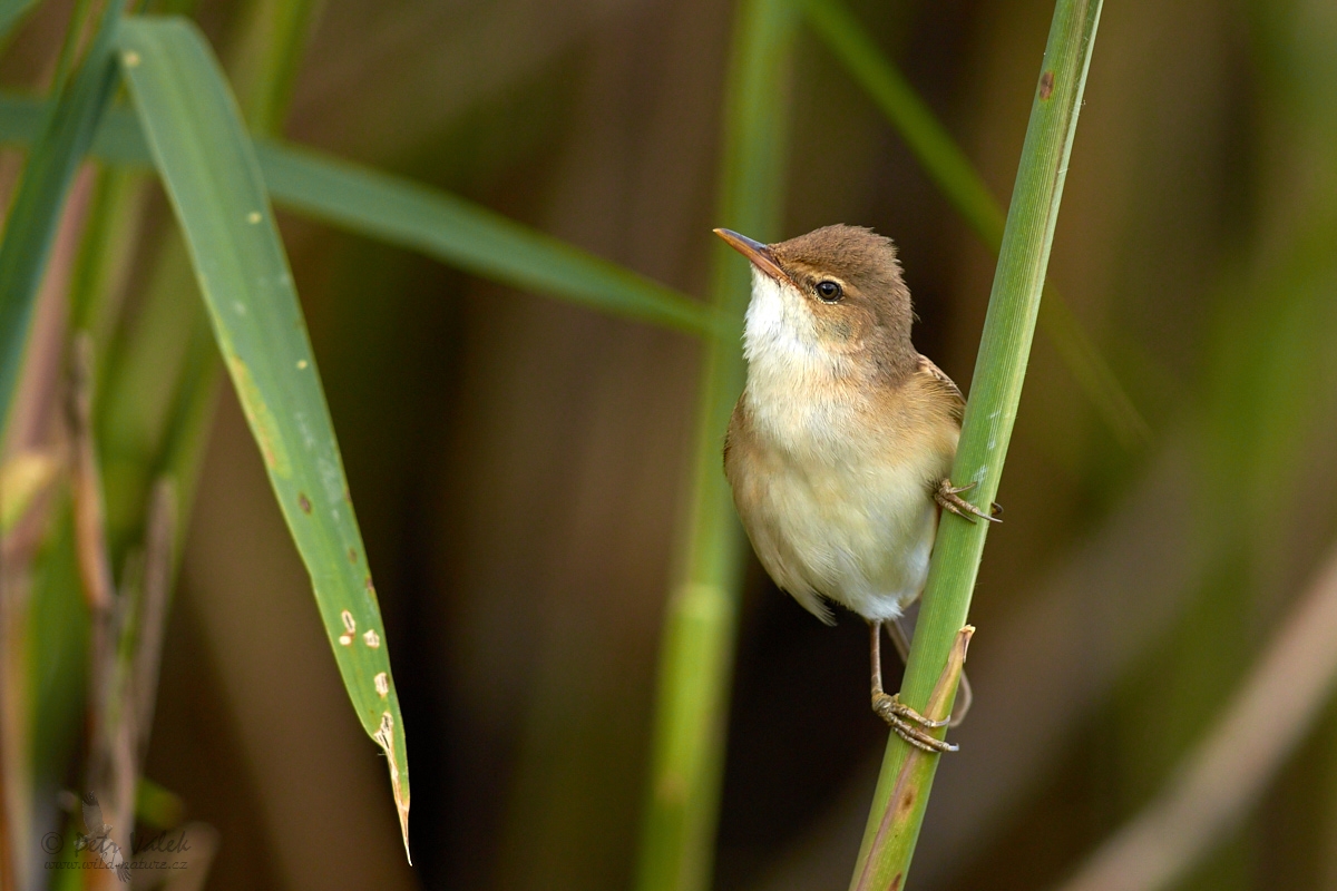 Rákosník obecný   (Acrocephalus scirpaceus)