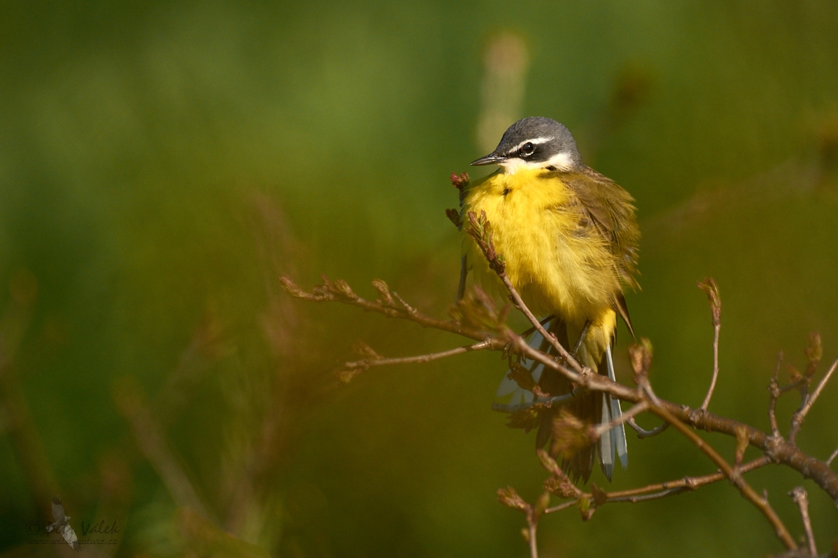 Konipas luční (Motacilla flava)