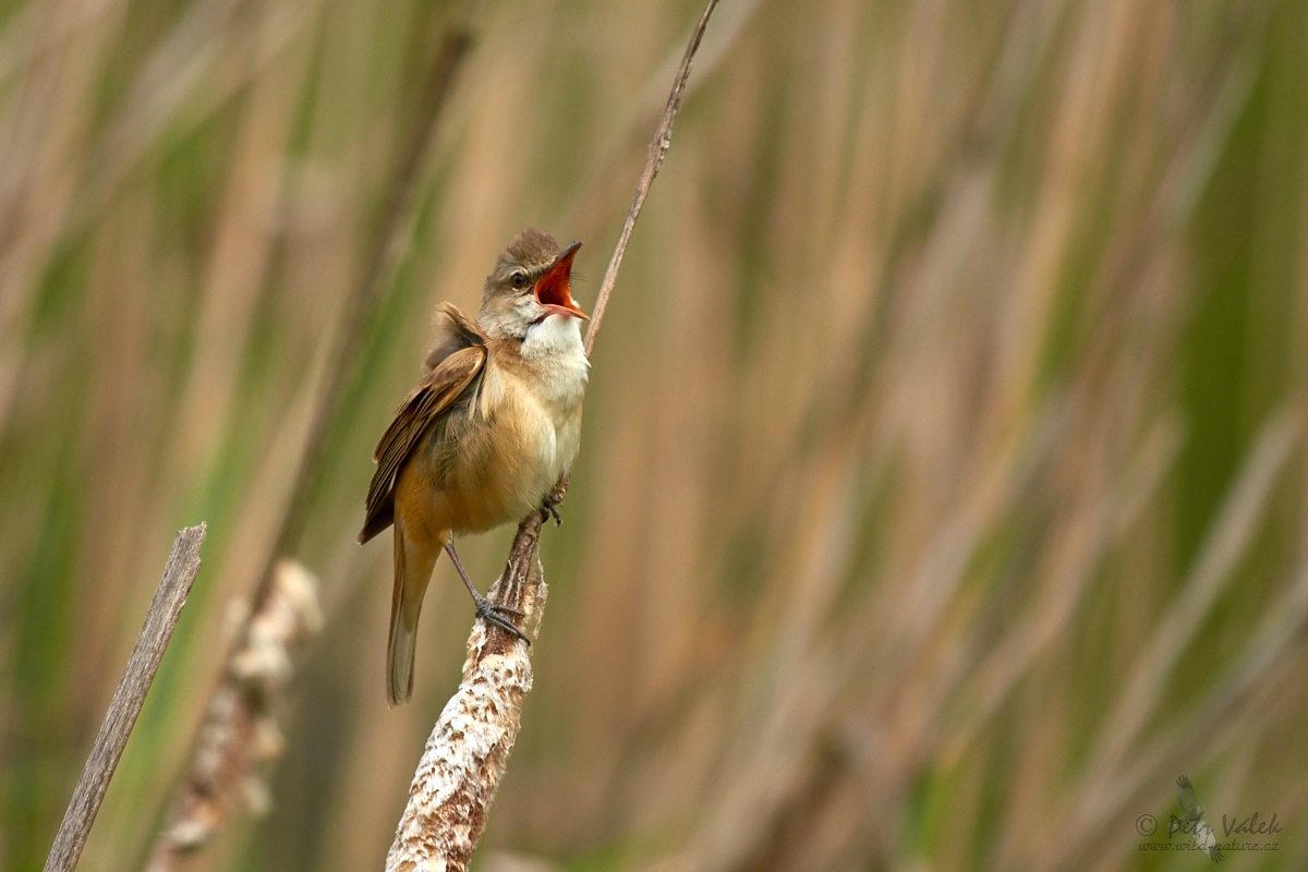 Rákosník velký  (Acrocephalus arundinaceus)