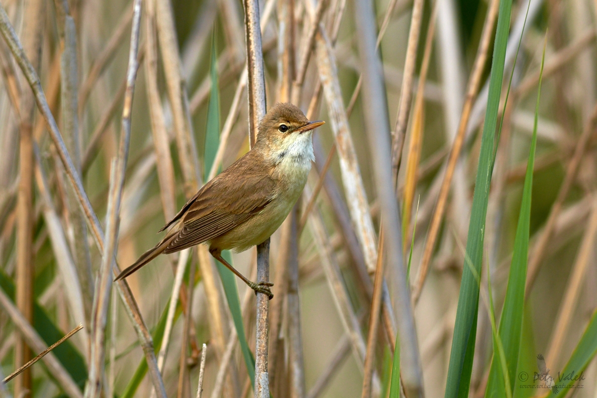 Rákosník obecný (Acrocephalus scirpaceus)