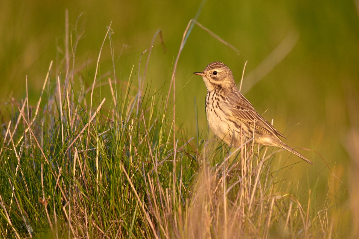 Linduška luční (Anthus pratensis)