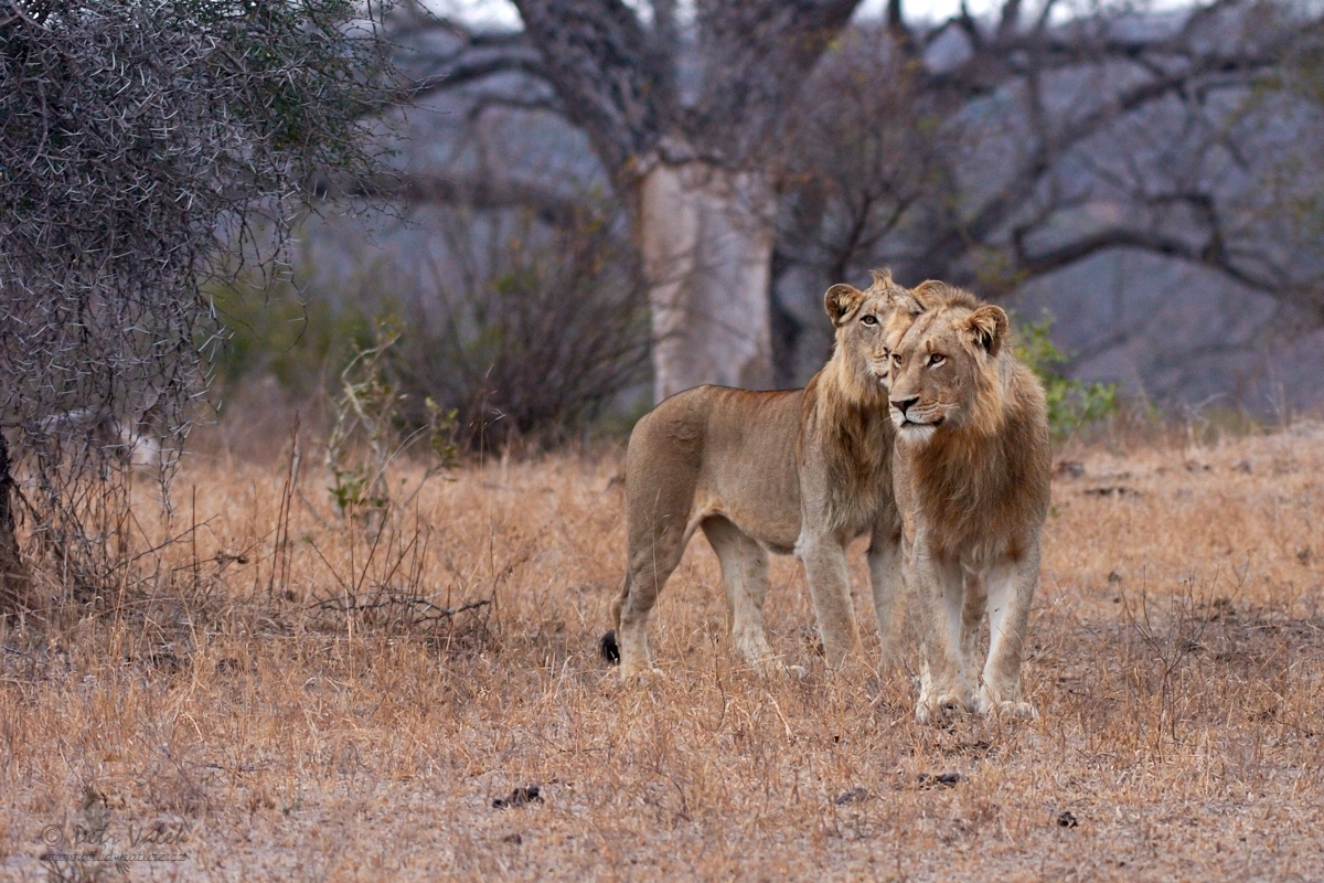 Lev pustinný    (Panthera leo)