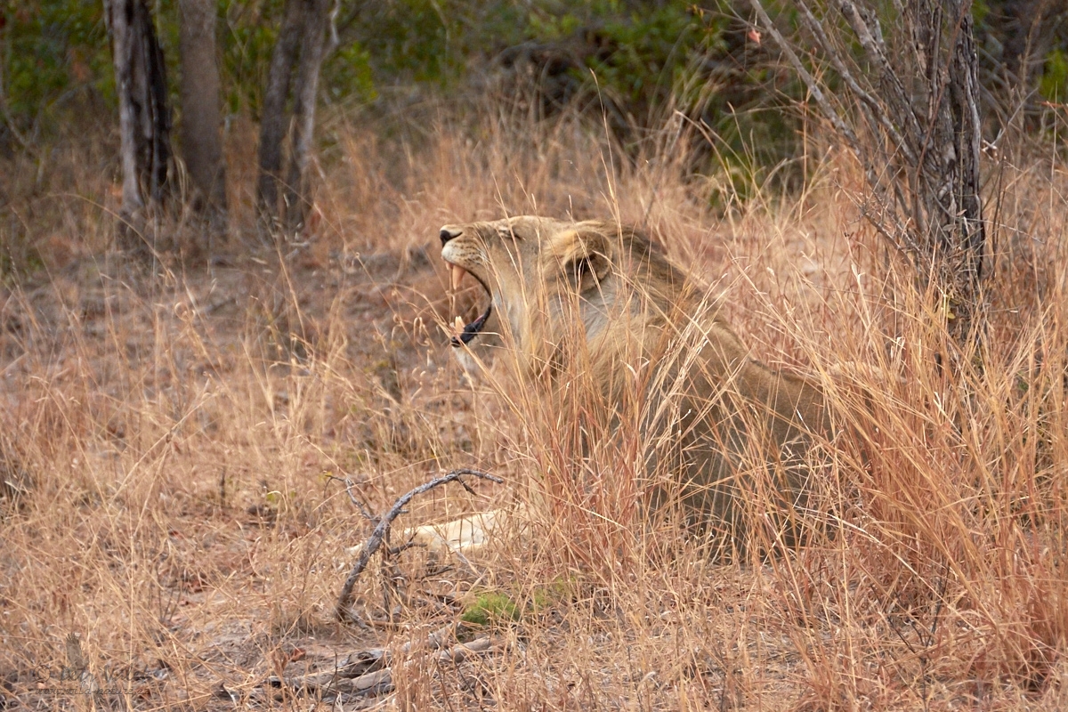 Lev pustinný   (Panthera leo)