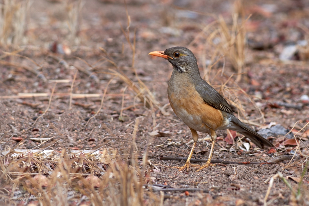 Drozd rudozobý (Turdus libonyanus)