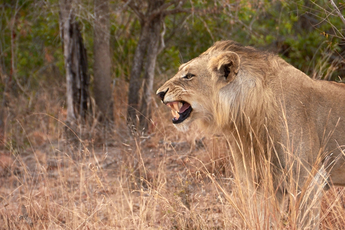 Lev pustinný (Panthera leo)