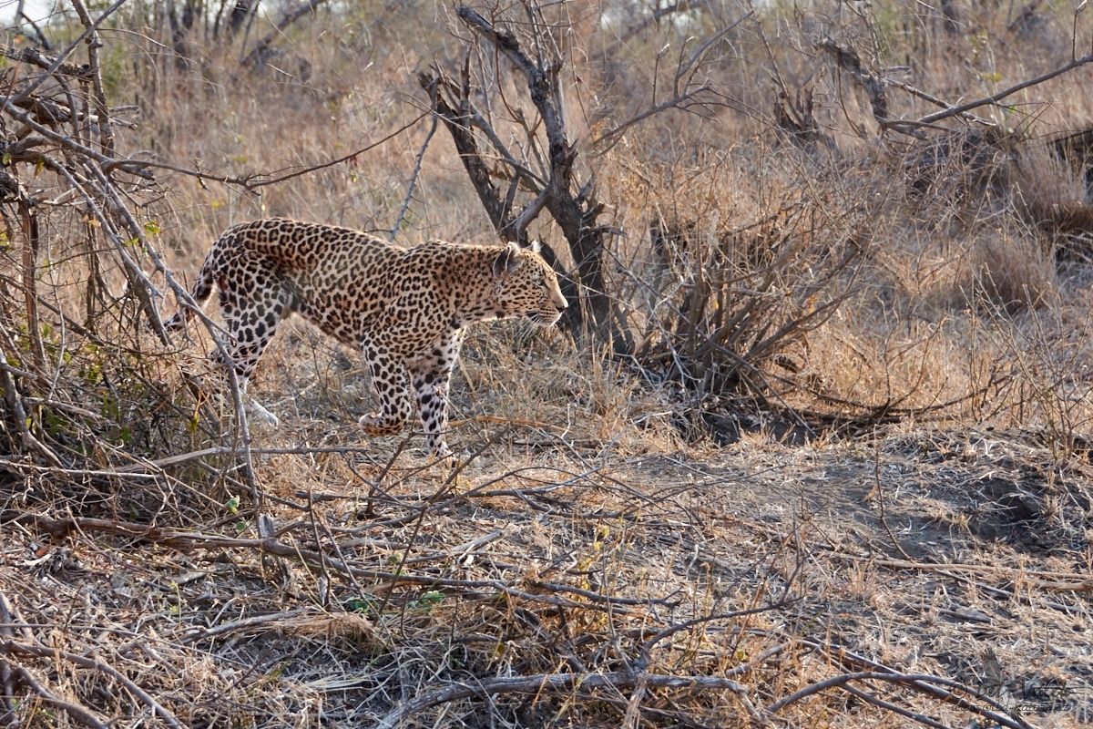 Levhart skvrnitý    (Panthera pardus)