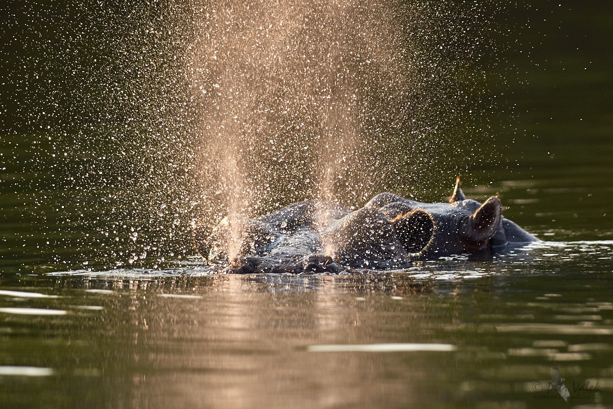 Hroch obojživelný  (Hippopotamus amphibius)