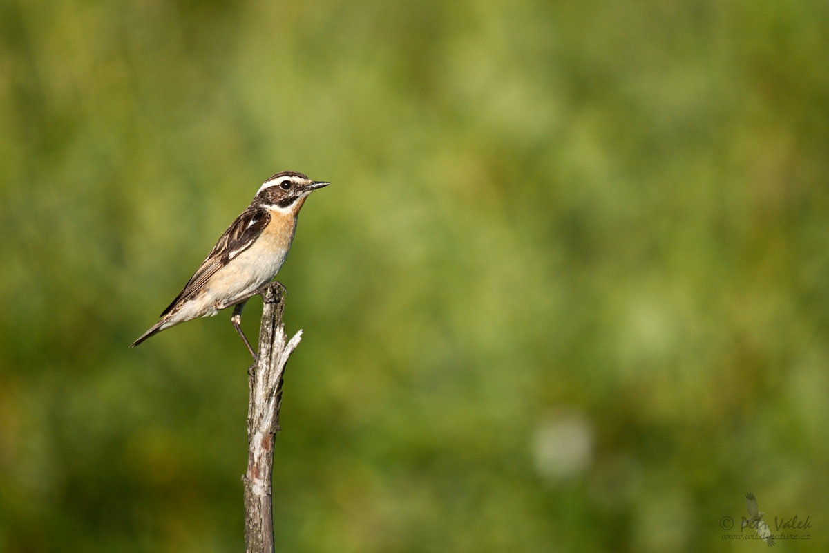 Bramborníček hnědý (Saxicola rubetra)