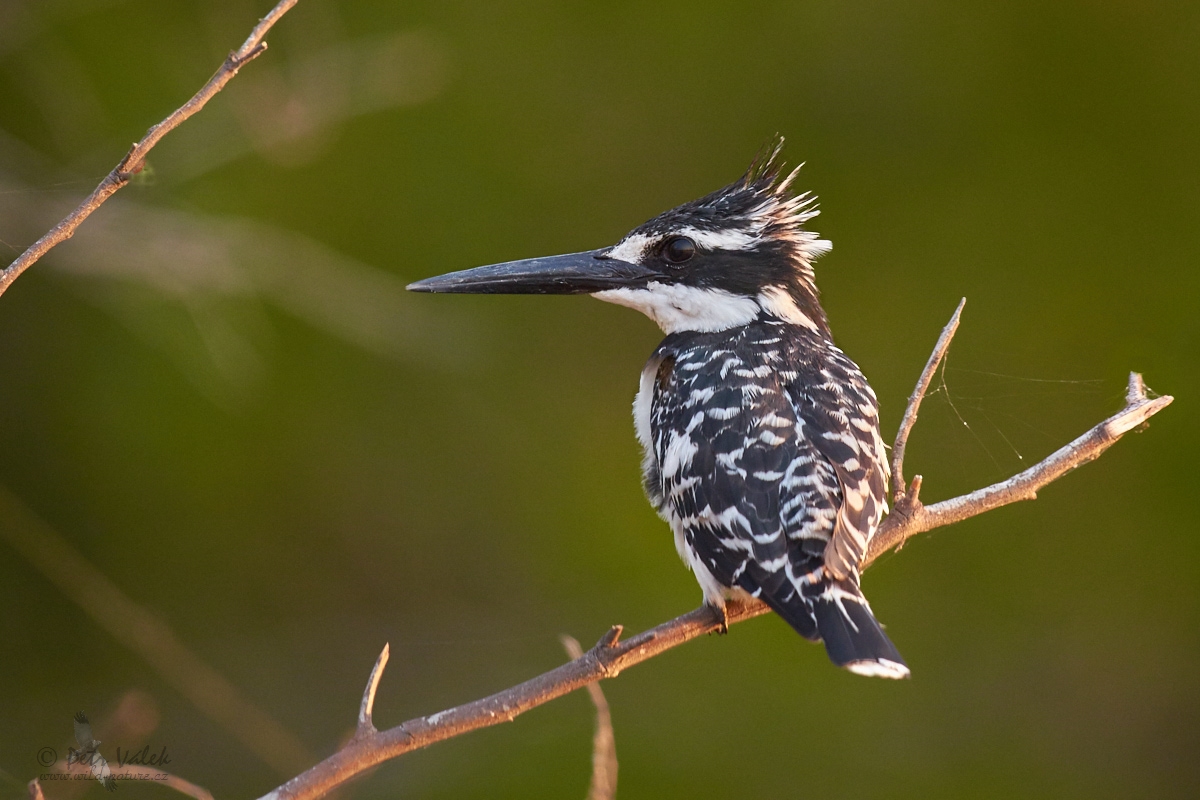 Rybařík jižní (Ceryle rudis)